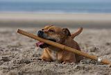 STAFFIE 346